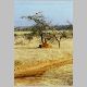 Termitenhügel im Samburu Nationalpark