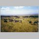 Zebras in der Masei Mara